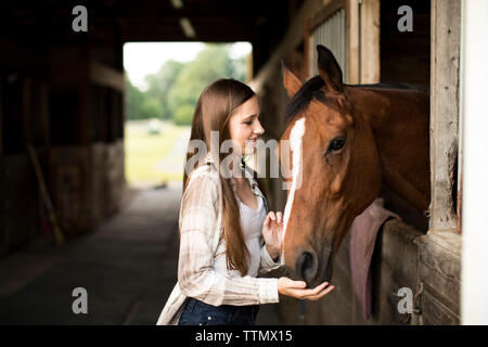 Ragazza adolescente sorride mentre si alimenta marrone a cavallo in stallo in fienile Foto Stock