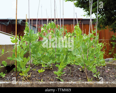 Junge Erbsen (pisum sativum) in einem Schrebergarten-Beet Foto Stock