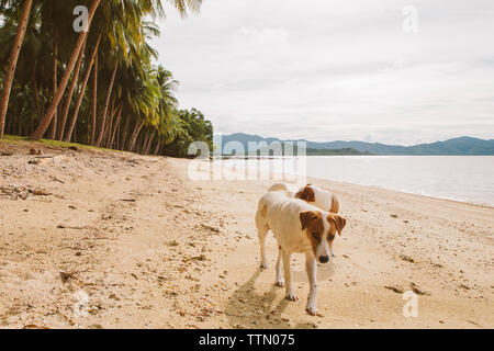 I cani in piedi in spiaggia contro sky Foto Stock