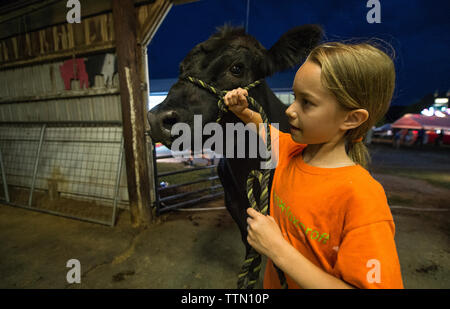 Stati Uniti - Luglio 25, 2016: Erin Calley, 12 anni di Middleburg cammina il suo sterzare in 'pesare-in' alla Loudoun County Fairgrounds su luglio 25, 201 Foto Stock