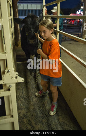 Stati Uniti - Luglio 25, 2016: Erin Calley, 12 anni di Middleburg cammina il suo sterzare in 'pesare-in' alla Loudoun County Fairgrounds su luglio 25, 201 Foto Stock