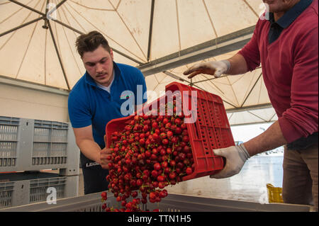 Turi, Bari 11/05/2019: Sede operativa della Organizzazione produttori "Giuliano Pugliafruit'. Visita in occasione della campagna coop 'ciliegie No Pes Foto Stock