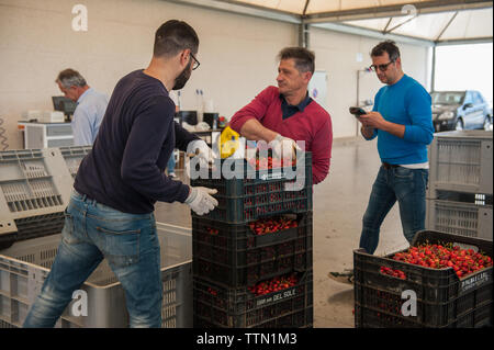 Turi, Bari 11/05/2019: Sede operativa della Organizzazione produttori "Giuliano Pugliafruit'. Visita in occasione della campagna coop 'ciliegie No Pes Foto Stock