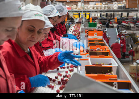 Turi, Bari 11/05/2019: Sede operativa della Organizzazione produttori "Giuliano Pugliafruit'. Visita in occasione della campagna coop 'ciliegie No Pes Foto Stock