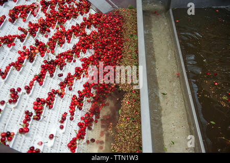 Turi, Bari 11/05/2019: Sede operativa della Organizzazione produttori "Giuliano Pugliafruit'. Visita in occasione della campagna coop 'ciliegie No Pes Foto Stock