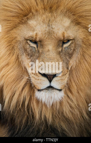 Close-up verticale di maestose lion Foto Stock