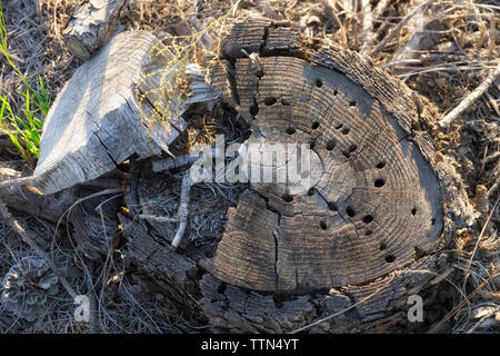 Stub in legno su asciutto aghi di pino Foto Stock