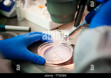 Scienziato esaminando campioni in piastre petri sotto microscopio da laboratorio Foto Stock