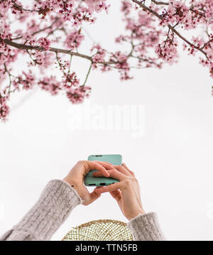 Tagliate le mani della giovane donna fotografare fiori ciliegio con smart phone contro il cielo chiaro al park Foto Stock