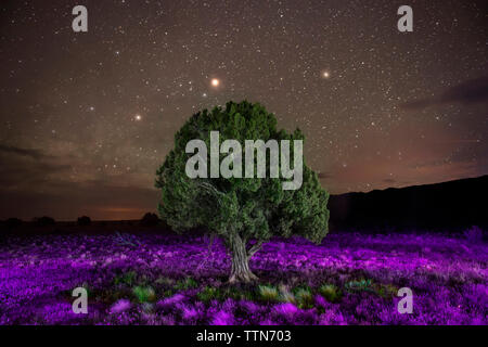 Una vista maestosa di albero in mezzo a piante di flowering contro star campo Foto Stock