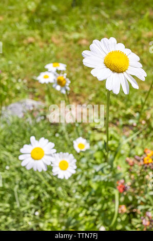 Close up foto di Oxeye daisy fiore (Leucanthemum vulgare), il fuoco selettivo. Foto Stock