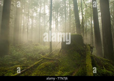 Vista panoramica di alberi e piante che crescono a forest durante la nebbia meteo Foto Stock