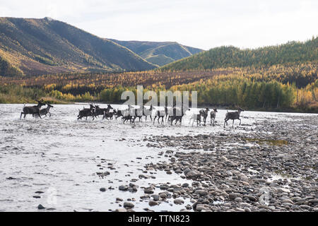 Deer in esecuzione nel fiume di Yukon Charley fiumi National Preserve Foto Stock