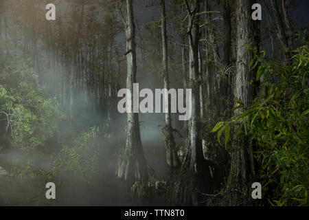 Alberi che crescono nella foresta durante la nebbia meteo Foto Stock