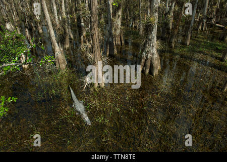 Angolo di alta vista di alberi e coccodrillo nella palude foresta a Foto Stock