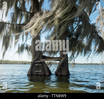 Cipressi nel lago di Martin al forest Foto Stock