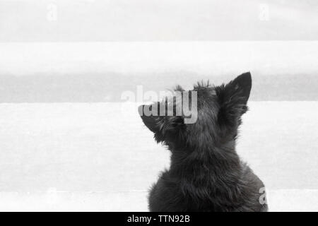 Femmina adulta black Scottish Terrier (Scottie) dog sitter su fasi anteriore rivolta lontano dalla telecamera e guardare il quartiere Foto Stock