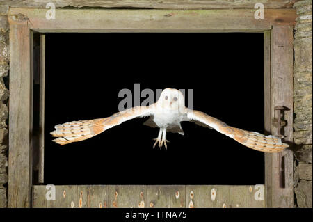 Barn Owl [Tyto alba] volare da un edificio stabile per la caccia di cibo. Foto Stock