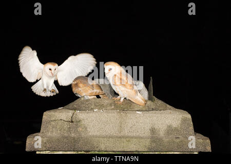 Gufi di fienile giovanile [Tyto alba] in cima al camino in un cottage derelict dove sono stati voltati. Foto Stock