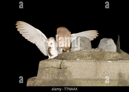 Gufi di fienile giovanile [Tyto alba] in cima al camino in un cottage derelict dove sono stati voltati. Foto Stock