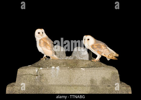 Gufi di fienile giovanile [Tyto alba] in cima al camino in un cottage derelict dove sono stati voltati. Foto Stock