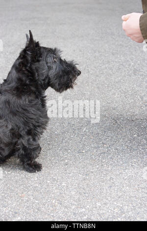 Cane scozzese nero Terrier (Scottie) seduto sul marciapiede e guardando in alto la mano del proprietario maschile che tiene un trattamento Foto Stock