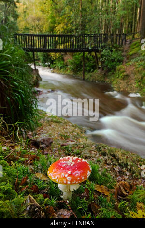 Fly agaric mushroom fotografato nella contea di Cork, Irlanda. Questo fungo è stato usato come un intoxicant e entheogen dai popoli della Siberia. Foto Stock