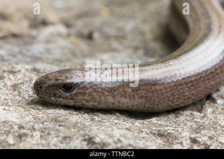 Slow-worm o Slowworm, Co. Clare, Irlanda. Il slowworm è non nativa per Irlanda ma si pensa sia stata introdotta dalla Gran Bretagna negli anni settanta. Foto Stock