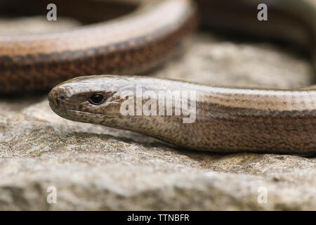 Slow-worm o Slowworm, Co. Clare, Irlanda. Il slowworm è non nativa per Irlanda ma si pensa sia stata introdotta dalla Gran Bretagna negli anni settanta. Foto Stock