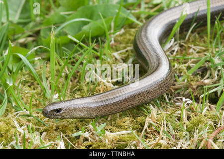 Slow-worm o Slowworm, Co. Clare, Irlanda. Il slowworm è non nativa per Irlanda ma si pensa sia stata introdotta dalla Gran Bretagna negli anni settanta. Foto Stock
