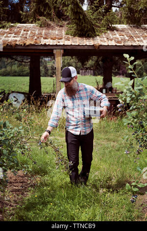 Man Picking mirtilli da boccole mentre il contenitore di raccolta in organico azienda frutticola Foto Stock