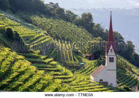 La mattina presto luce sulla collina di piantagioni di apple nel villaggio di Oberplars vicino a Merano nel nord Italia. Il numero di visitatori del Sud Tirolo dell Italia sono aumentate nel periodo da novembre 2017 a ottobre 2018, cifre rilasciato recentemente mostrano. Vi è stato un aumento del 6 % del numero di visitatori per la regione sull'anno precedente. Visitatori provenienti dalla Germania continuano ad essere il più grande gruppo di turisti verso l'Alto Adige, un fatto facilmente spiegato dalla presenza della lingua tedesca, cultura e costumi, che per questa giornata sono una parte vitale della vita vi, Foto Stock