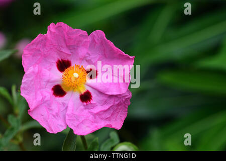 Close up di un'orchidea cisto (cistus albidus) fiore Foto Stock