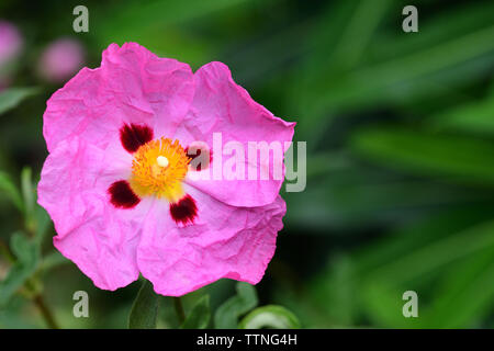 Close up di un'orchidea cisto (cistus albidus) fiore Foto Stock