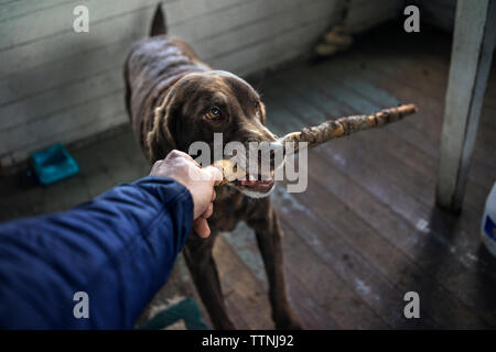 Immagine ritagliata della mano che tiene stick in cani di bocca Foto Stock