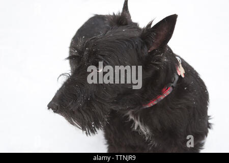 Black Scottish Terrier indossando un plaid rosso collare in piedi sul terreno innevato con la testa rivolta verso il lato e guardando in alto Foto Stock