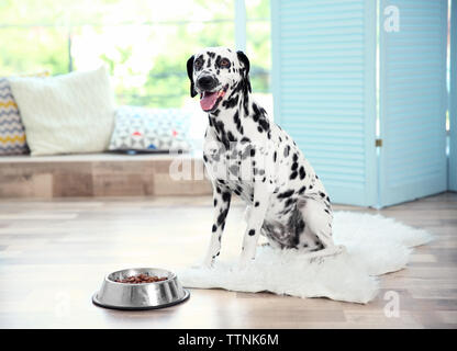 Cane dalmata con la sua coppa Foto Stock