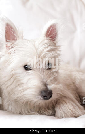 Giovane maschio West Highland White Terrier (Westie) il cane sdraiato su un lettino di bianco, guardando la telecamera. Foto Stock