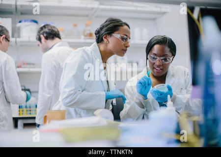 Medici di sesso femminile esaminando capsula di petri in laboratorio con i colleghi di sesso maschile in background Foto Stock