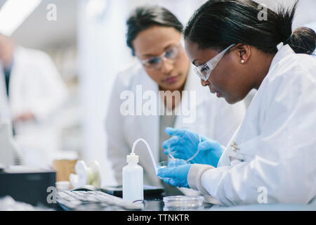 Medici di sesso femminile esaminando capsula petri in laboratorio Foto Stock