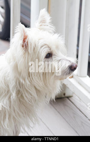 Maschio adulto West Highland White Terrier (Westie) il cane seduti sulla veranda e guardare il quartiere. Vista laterale. Foto Stock