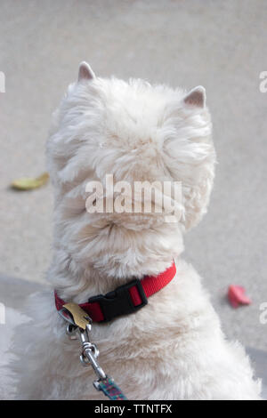 Maschio adulto West Highland White Terrier (Westie) dog sitter su fasi anteriore rivolta lontano dalla telecamera e guardare il quartiere, alert Foto Stock