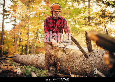 Lumberjack registro di taglio con sega a nastro in foresta Foto Stock