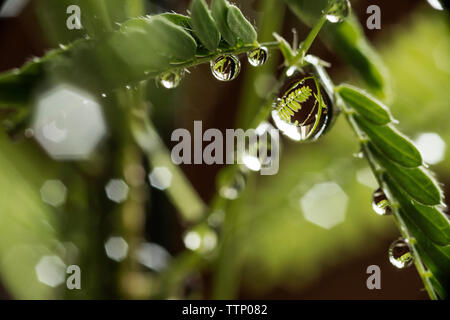 Close-up di gocce di acqua su ramoscello Foto Stock