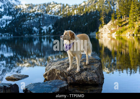 Golden Retriever guardando lontano mentre si trova sulla roccia nel lago contro la montagna durante l'inverno Foto Stock