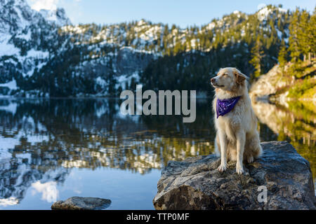 Golden Retriever con gli occhi chiusi seduti sulla roccia nel lago contro la montagna durante l'inverno Foto Stock