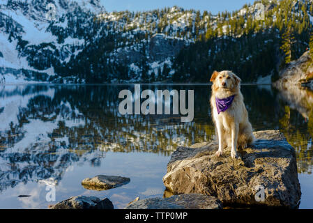 Golden Retriever guardando lontano mentre si trova sulla roccia nel lago contro la montagna durante l'inverno Foto Stock