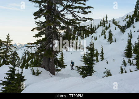 Gli escursionisti a piedi attraverso la neve e alberi Foto Stock