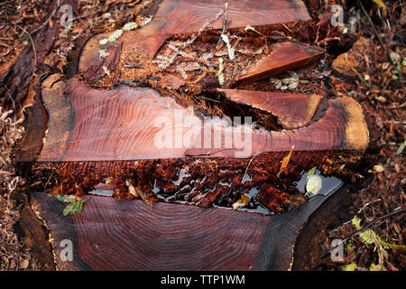 Sezione bassa dell'uomo in piedi sul ceppo di albero Foto Stock