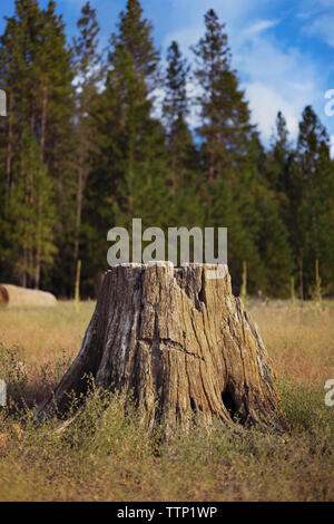 Ceppo di albero sul campo Foto Stock